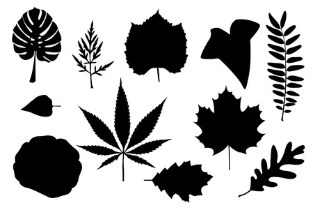 set of different leavesのイラスト素材