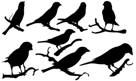 set of sparrows on branchesのイラスト素材