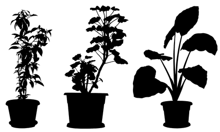 Set of different plants in pots isolated on whiteのイラスト素材