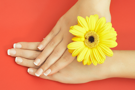 Beautiful manicured female hands with yellow flower on red backgroundの写真素材