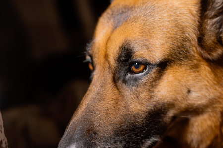 German shepherd dog close up portrait. Selective focus on eyes.の写真素材