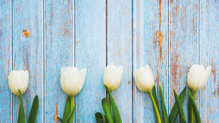 White tulips. White tulips on the background of a wooden fence. Spring flowers.の写真素材