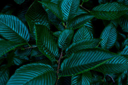 Green leaves background. Creative layout, green leaves flat lay, for advertising card or invitation