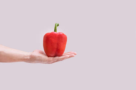 Paprika. Bell pepper in hand on a gray background.