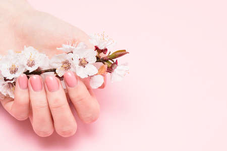 Cherry flowers. Cherry branch in hands on a pink background.の写真素材