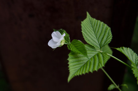 Light green leaves and white flowers. Rhodothypus scandens.