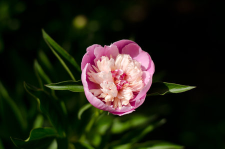 Pink peony flower on a blurry black backgroundの写真素材