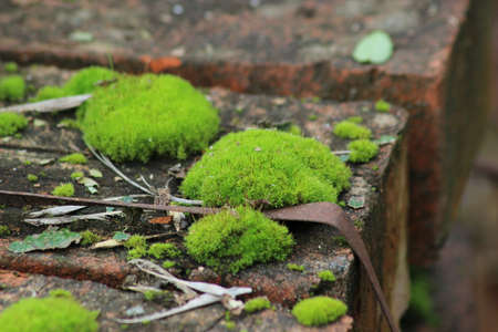 Moss curtains on a pack of red bricks.