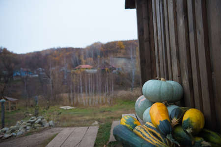 At the threshold of the village house there are various pumpkins and zucchini.の写真素材