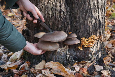 Close-up of women's hands, cutting a bunch of oyster mushrooms on a tree trunk in nature. Picking...