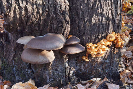 Oyster mushrooms and autumn honey mushrooms on the trunk of a tree are illuminated by the rays of...