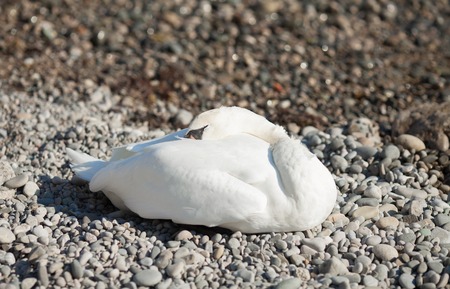 Swan on sea background.の写真素材