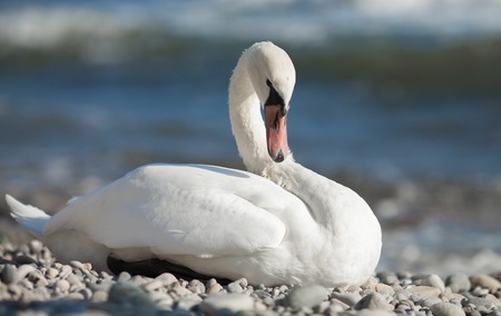 Swan on sea background.の写真素材