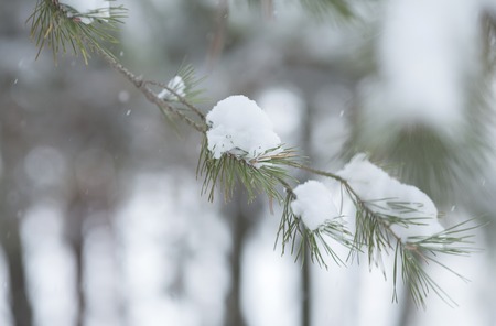 forest in the frost. Winter landscape. Snow covered treesの写真素材