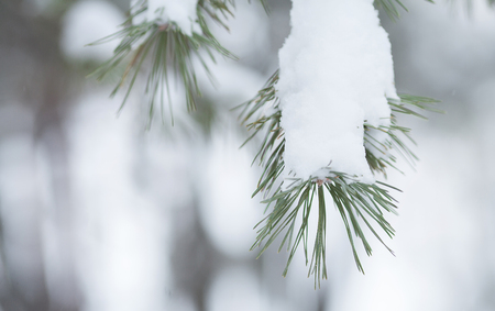 forest in the frost. Winter landscape. Snow covered treesの写真素材