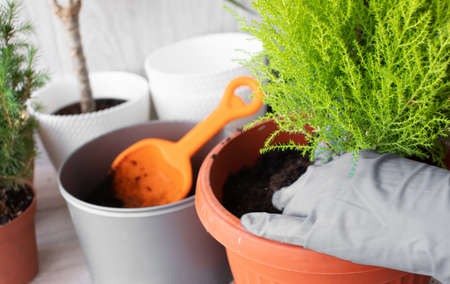 Planting home plants indoors. Hands of a young woman planting in the flower pot. Woman potting some...