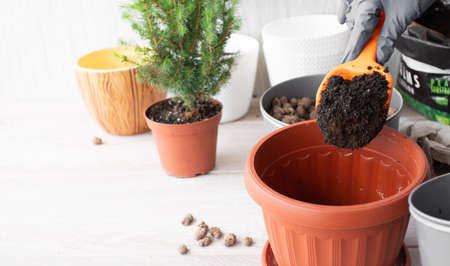 Hands of a young woman planting in flower pot.の写真素材