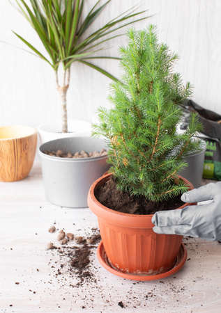 Hands of a young woman planting in flower pot.の写真素材