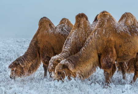 Camels in the winter Stavropol steppe. Pets in the steppe. The firm is on the shore of Lake Manych-Gudilo, south of Russia.の写真素材