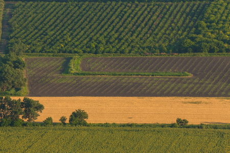 Green fields. Agricultural landscape. Harvest. South of Russia. Geometry of fields.