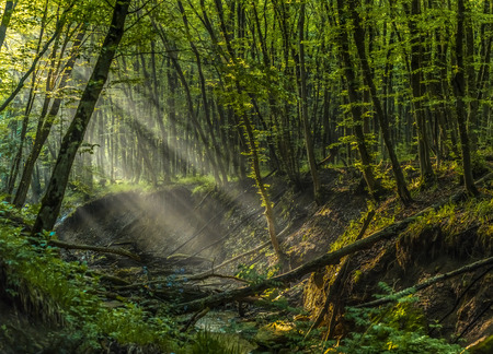 A foggy dawn in the spring forest. Dawn in the spring forest. Fog after the rain. Forest River.の写真素材