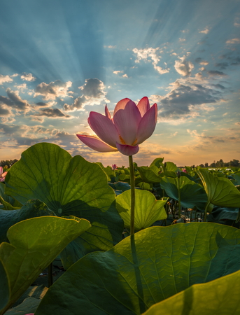 Blooming lotus. Summer dawn. A clear, sunny day. Lotus nut-oil (Latin Nelumbo nucifera).の写真素材