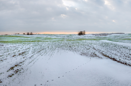 Winter fields in the snow. Winter. Wheat.の写真素材