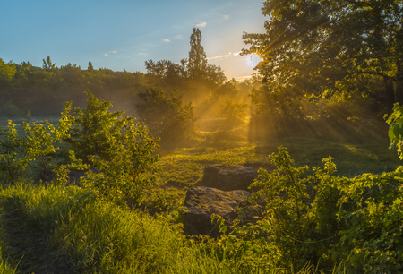 Fog in the forest glade. Spring dawn. After a rainy night at dawn, the fog. South of Russia.の写真素材