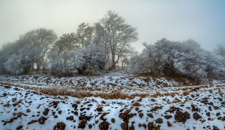Winter fog at sunset. Trees in frost. Woodlands in the fields. Agricultural landscape.の写真素材