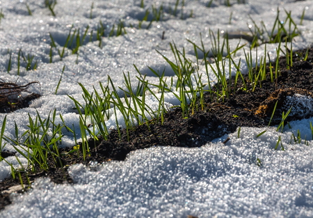Wheat in the spring. Green sprouts. Agricultural. Harvest. South of Russia.の写真素材