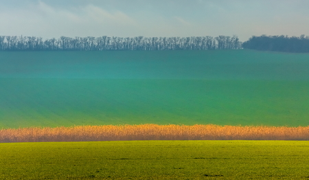 Emerald fields. Spring fog. Winter culture. Agricultural landscape.の写真素材