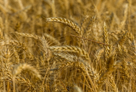 Background of wheat. Ripe wheat. Harvest of bread. Ears. A large species of ears.の写真素材