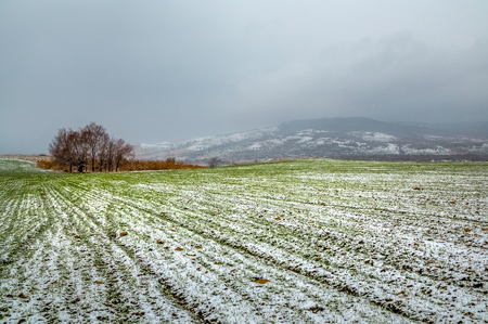 Picturesque fields in winter. First snow. Green sprouts. Agricultural.の写真素材
