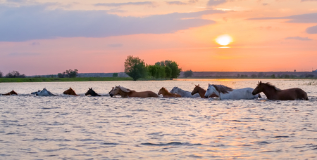 Horses swim across the river at sunset. The Volga River Delta. Spring flood on the river.の写真素材