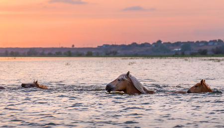 Horses swim across the river at sunset. The Volga River Delta. Spring flood on the river.の写真素材