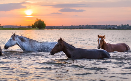 Horses swim across the river at sunset. The Volga River Delta. Spring flood on the river.の写真素材