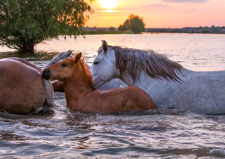 Horses swim across the river at sunset. The Volga River Delta. Spring flood on the river.の写真素材