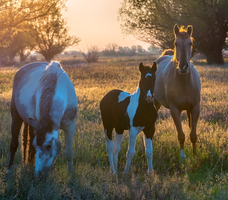The foal with his mother. Horses graze in a meadow. On the river bank.の写真素材