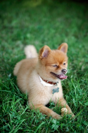 Glad Shiba Inu puppy lying on the green grassの写真素材