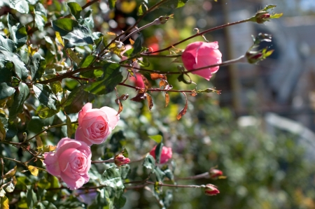 Bush with rosesの写真素材