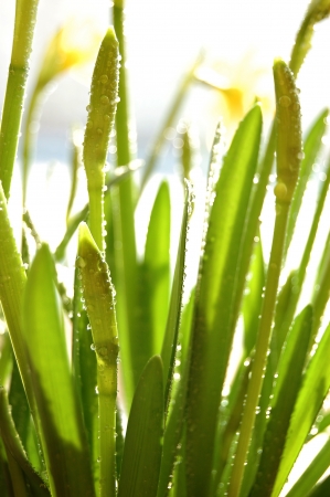 Sunny grass sprig backlightingの写真素材