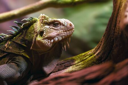 Green Iguana (Iguana iguana), also known as the American iguanaの写真素材