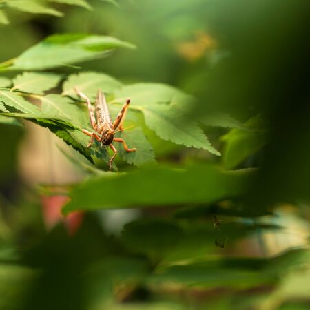 Desert locust (Schistocerca gregaria) on green leafの写真素材