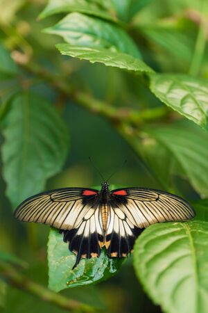 Great Yellow Mormon butterfly (Papilio Iowi) on a leafの写真素材