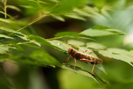 Desert locust (Schistocerca gregaria) on green leafの写真素材