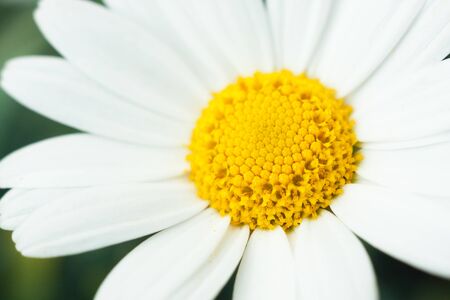 Daisy on green backgroundの写真素材