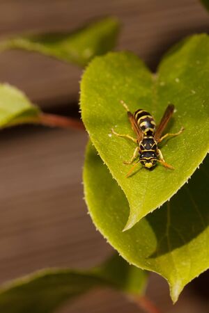 wasp on leafの写真素材