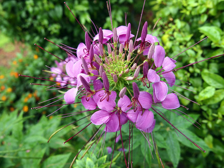 Flowerの写真素材
