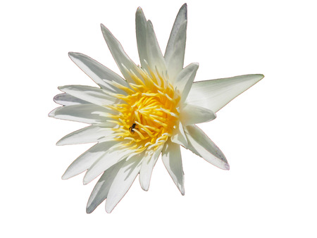 White Background & White Lotus and insectの写真素材