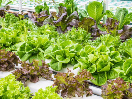Organic hydrophonic vegetable in backyard.の写真素材